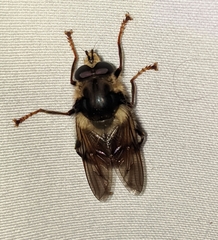 Criorhina bubulcus