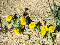 Eriophyllum wallacei