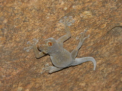 Ptyodactylus