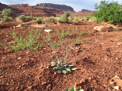 Chylismia walkeri walkeri