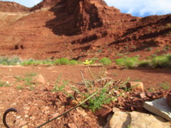 Chylismia walkeri walkeri