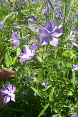 Phlox pilosa