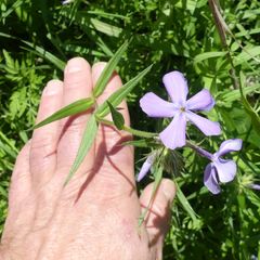 Phlox pilosa