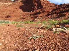 Chylismia walkeri walkeri