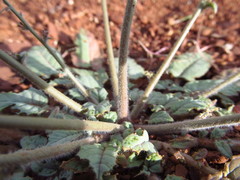 Chylismia walkeri walkeri