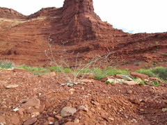 Chylismia walkeri walkeri