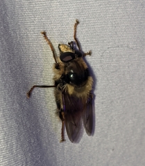 Criorhina bubulcus