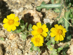 Eriophyllum wallacei