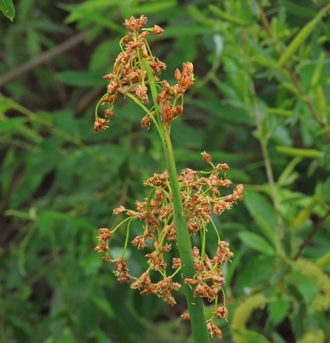 iNaturalist observation photo of California bulrush