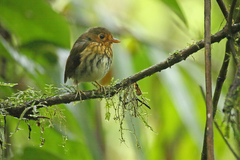 Grallaricula flavirostris