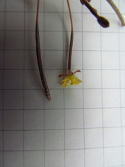 Chylismia walkeri walkeri