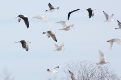 Larus glaucoides