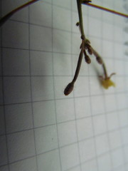 Chylismia walkeri walkeri