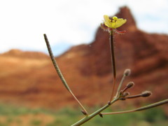 Chylismia walkeri walkeri