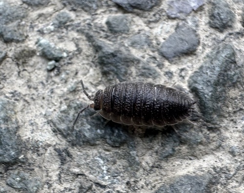 Common Rough Woodlouse