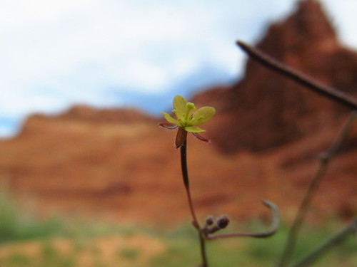 Chylismia walkeri ssp. walkeri