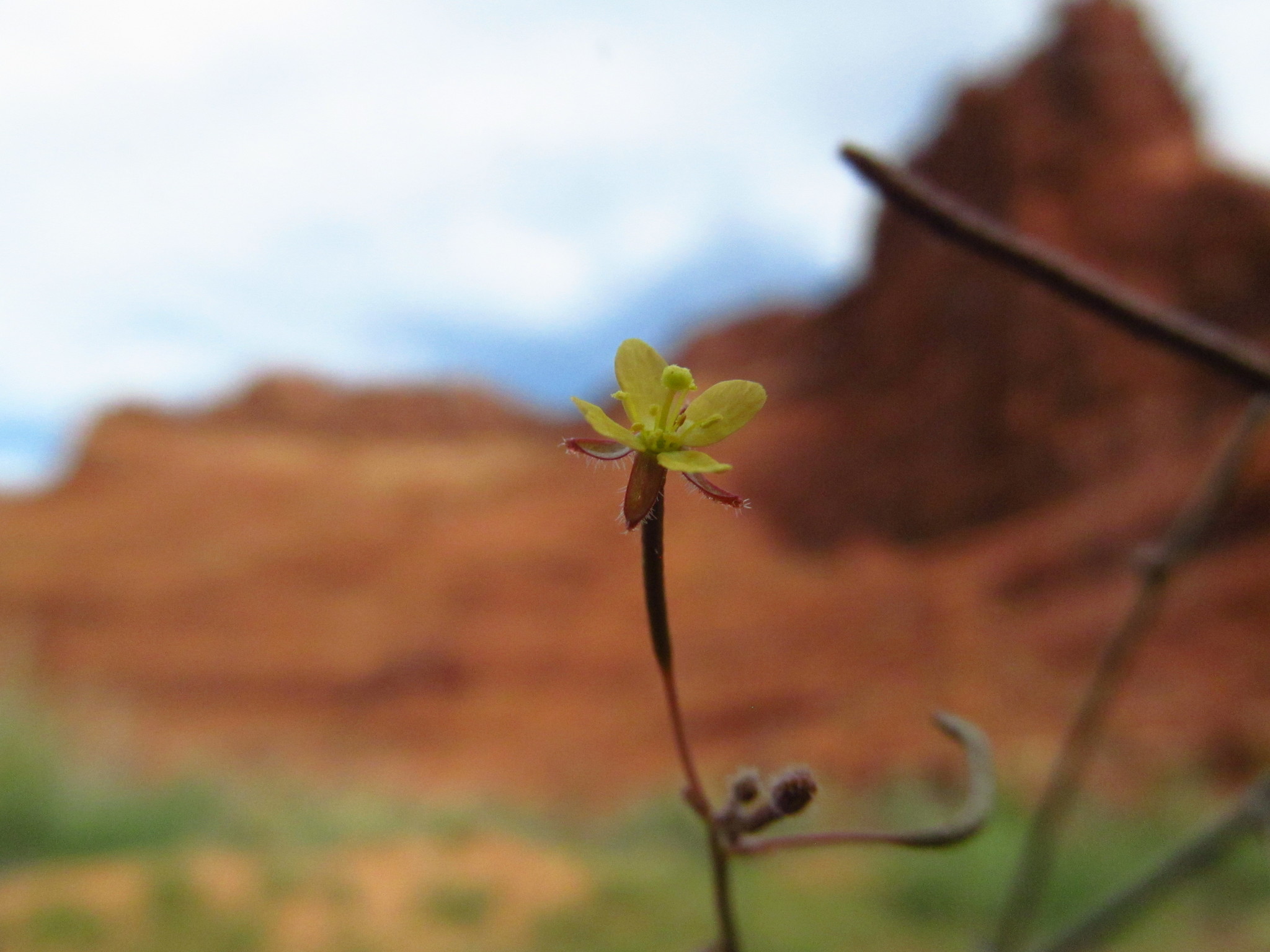 Chylismia walkeri ssp. walkeri