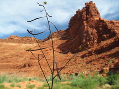 Chylismia walkeri walkeri