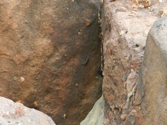 Ptyodactylus