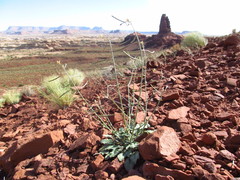 Chylismia walkeri walkeri