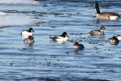 Bucephala clangula × islandica