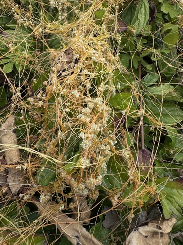 Cuscuta pentagona observed 2026-05-27