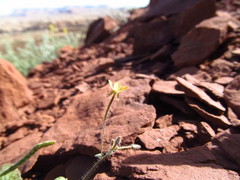 Chylismia walkeri walkeri