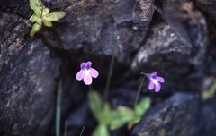 Pinguicula macroceras