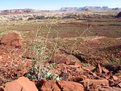 Chylismia walkeri walkeri