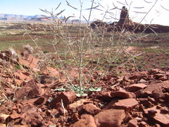 Chylismia walkeri walkeri