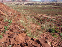 Chylismia walkeri walkeri