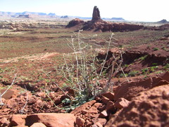 Chylismia walkeri walkeri