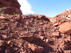 Chylismia walkeri walkeri