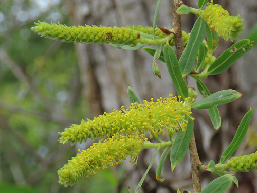iNaturalist observation photo of red willow