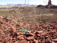 Chylismia walkeri walkeri