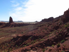 Chylismia walkeri walkeri