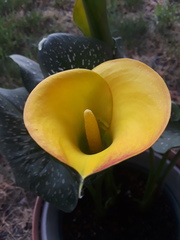 Zantedeschia aethiopica