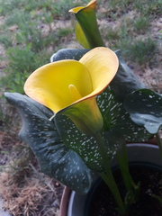 Zantedeschia aethiopica