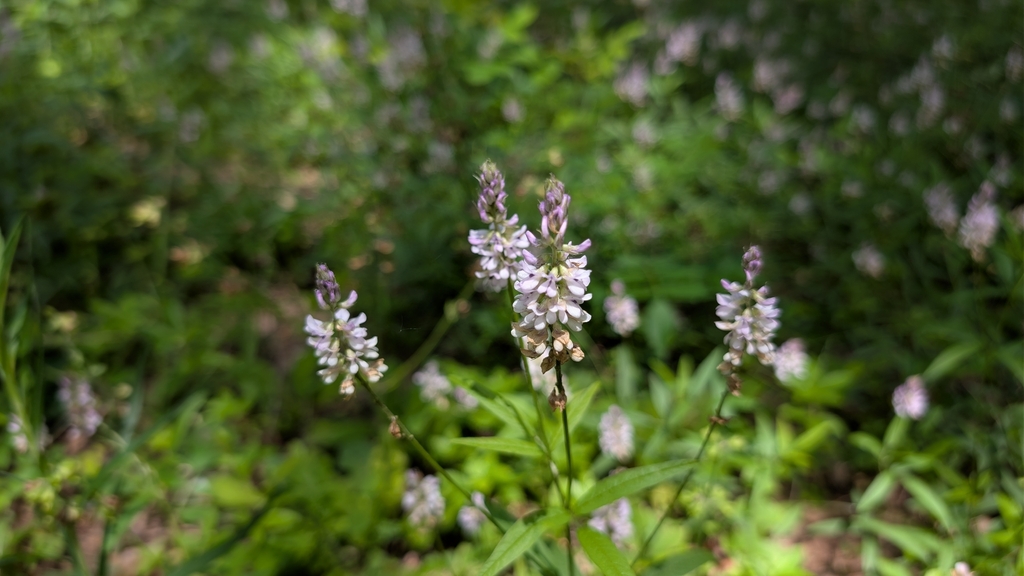 Orbexilum pedunculatum; photograph (c) Peyton Phelps, some rights reserved (CC BY)