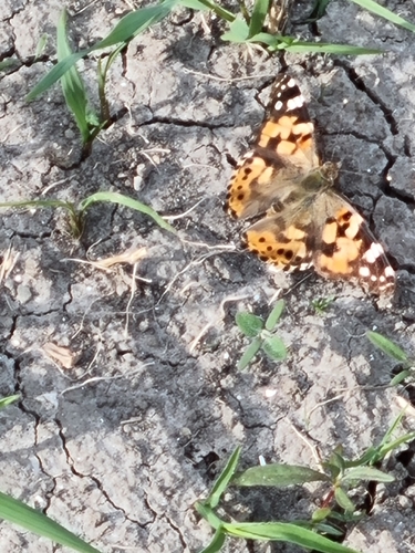 Painted Lady