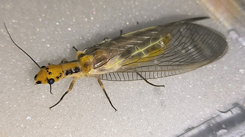 Protohermes xanthodes