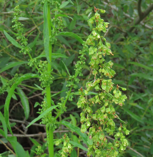 iNaturalist observation photo of willow dock