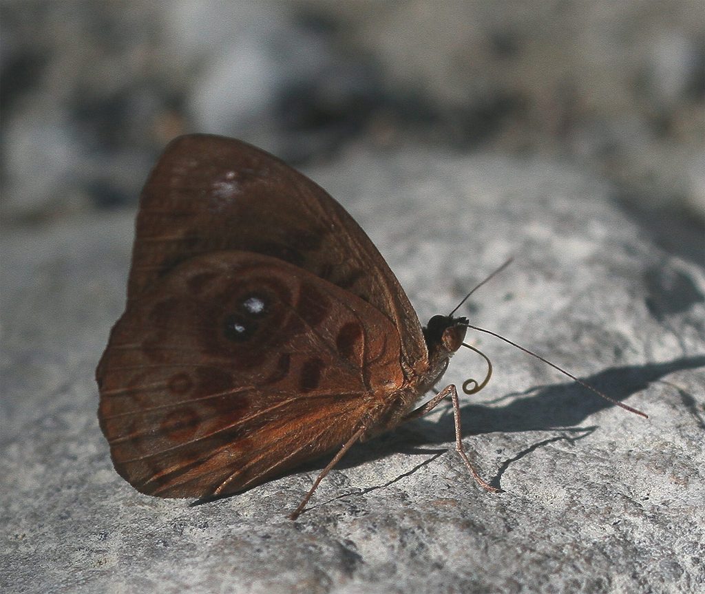 Eunica incognita