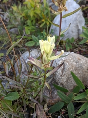 Castilleja pallida caudata