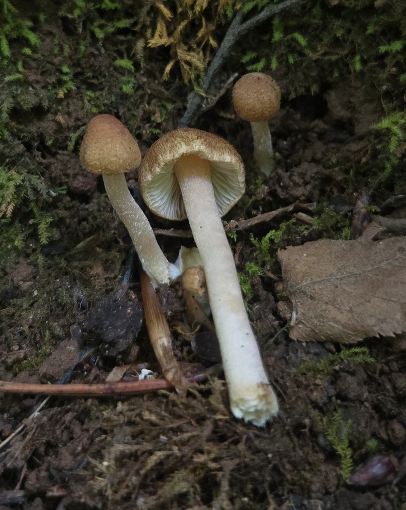 Inocybe microteroxantha · May 2026 · photo: Photo: (c) Ben Gruhot, some rights reserved (CC BY) · iNaturalist