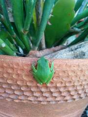 Ranoidea phyllochroa