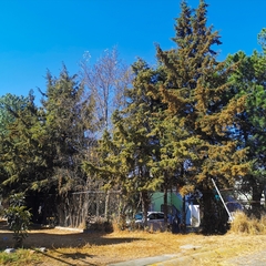 Cupressus lusitanica