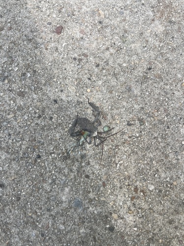 Featured image for “Giant leaf-footed bug”