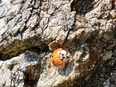 Harmonia axyridis