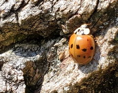 Harmonia axyridis